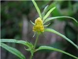 Gozdni črnilec (Melampyrum sylvaticum)